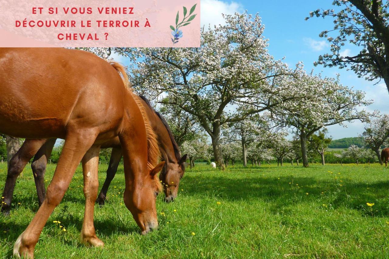 Suite Jungle - Jardin, Netflix Et Parking - Le Manoir Aux Pommes Orbec エクステリア 写真
